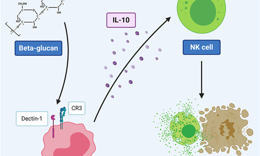 Beta-glucan triggers NK (Natural Killer) Cells Against Virus