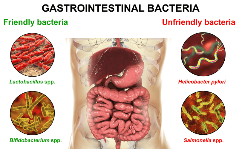 Ora Probiotic Review: A Deep Dive into Gut Health Support