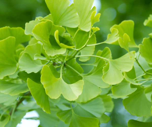 Ginkgo Biloba Tree