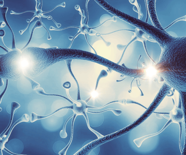 Structure of Neural System Human Brain