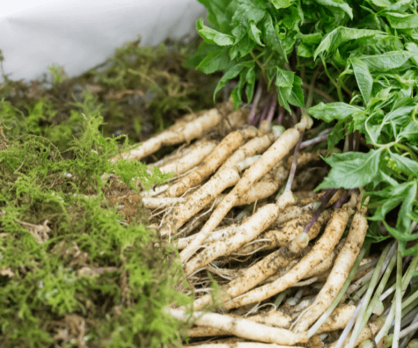 Sprouted Seeds of Panax Ginseng