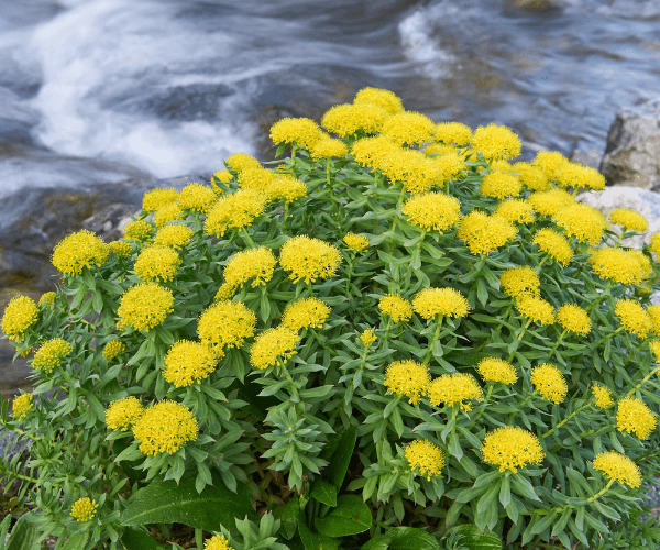 Rhodiola Rosea