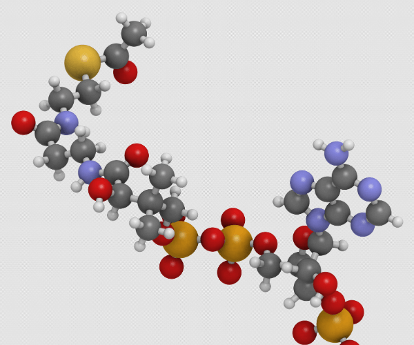 Acetyl-coenzyme A model