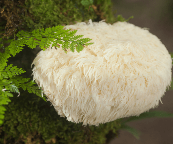 Lion's mane mushroom