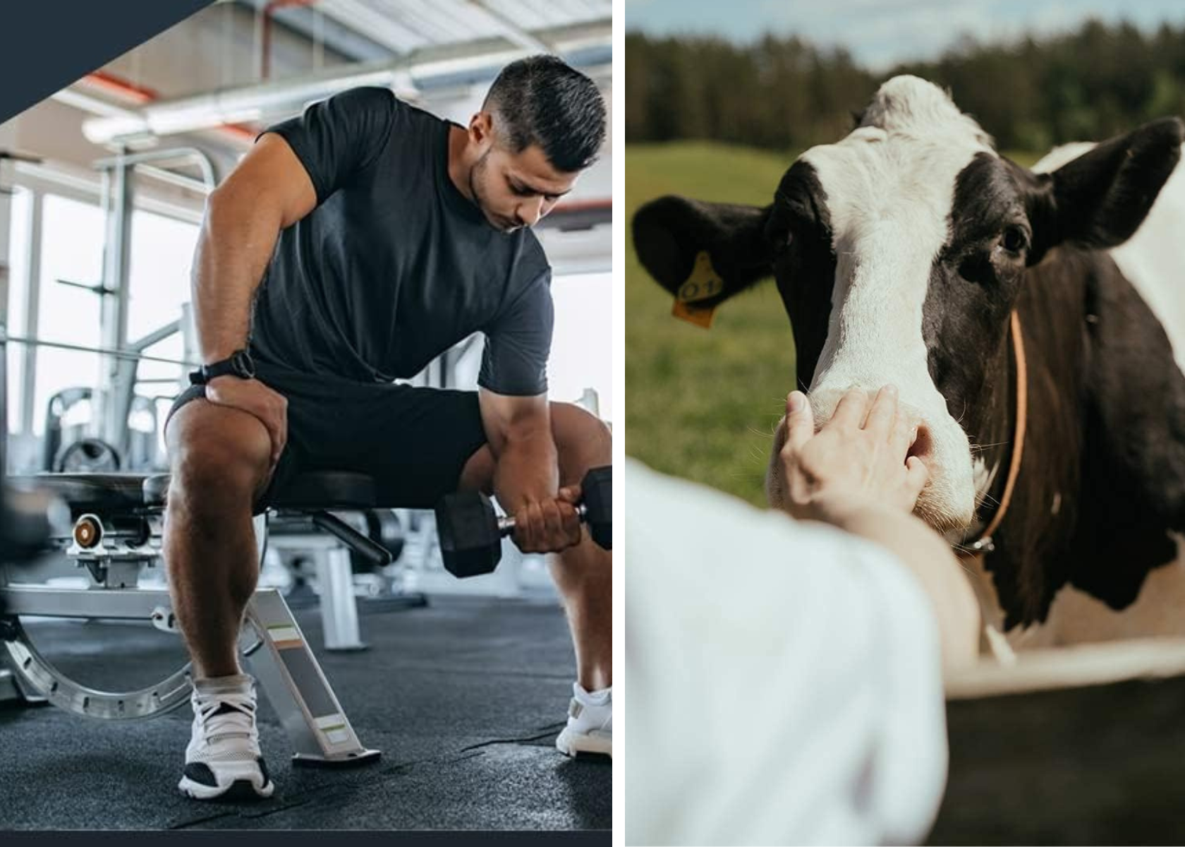 Best Colostrum Supplements
