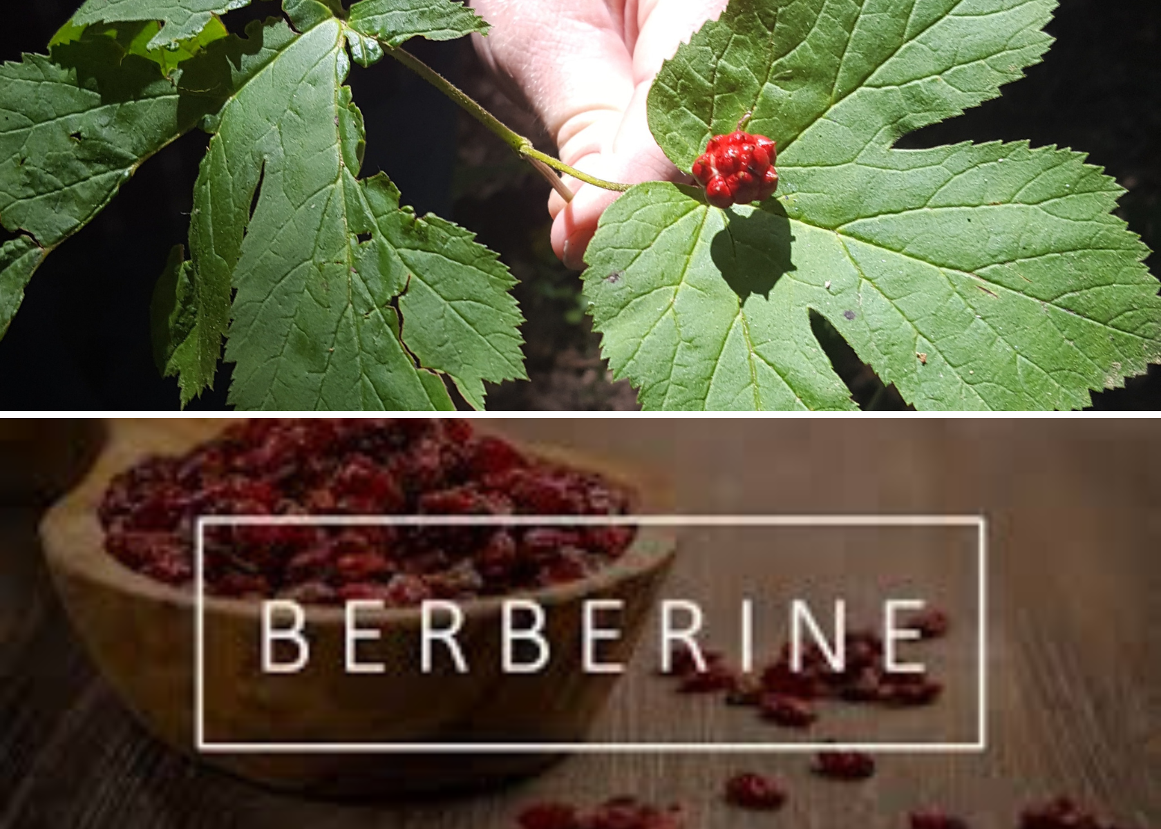 Berberine