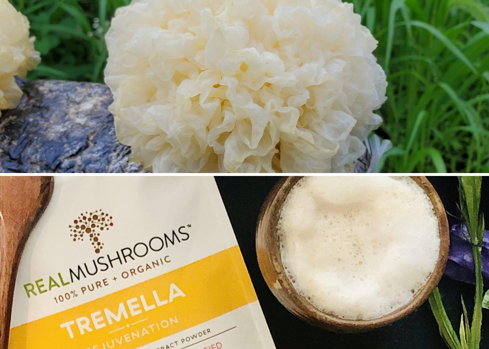 Tremella Mushroom