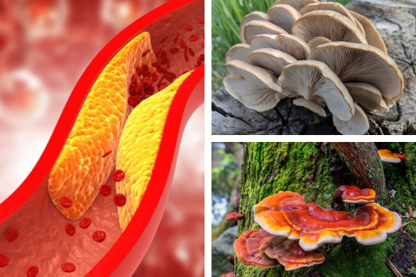 Discovering the Best Mushroom for Cholesterol Management: A Comprehensive Guide