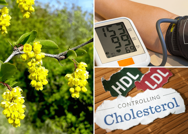 From Blood Sugar to Blood Pressure: Berberine's Astonishing Health Benefits Revealed!